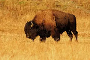 Buffalo: 80184792 Bison - bull Yellostone National Park