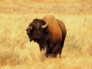Buffalo: 80184793 Bison - bull in rut season Yellostone National