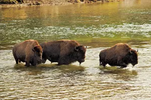 Buffalo: 80184794 Bison - herd crossing yellowstone river