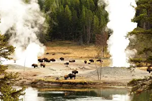 Buffalo: 80184795 Bison - herd in mud volcano thermal area