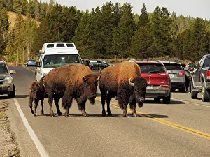 Buffalo: 80184797 Bison - herd crossing road Yellostone National