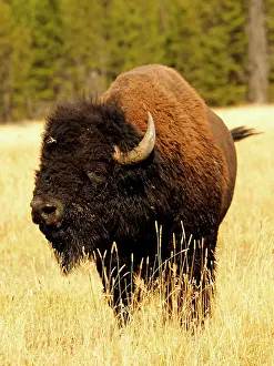 Buffalo: 80184798 Bison - bull Yellostone National Park