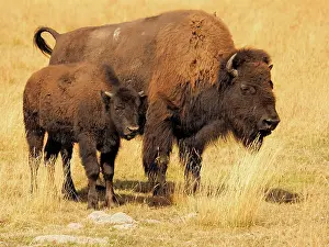 Buffalo: 80184799 Bison - cow and calf Yellostone National