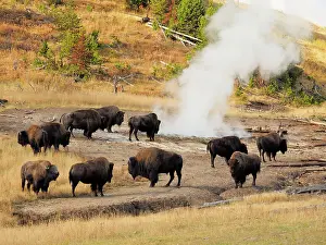 Buffalo: 80184800 Bison - herd in mud volcano thermal area