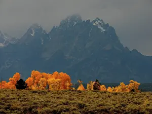 Teton: 80184801 Autumn scenery - with Grand Teton peak