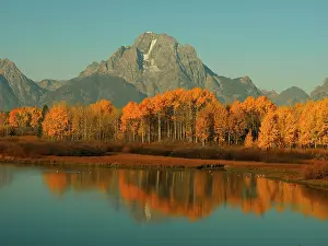 Teton: 80184802 Autumn Foliage at Oxbow bend with Mount