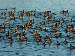 Teton: 80184803 American Coot - flock - Jackson Lake Grand