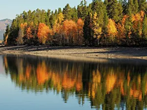 Teton: 80184804 Autumn Foliage - Jackson Lake Grand Teton