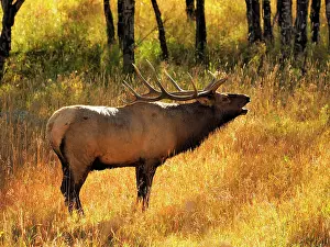 Wapiti: 80184805 Elk - bull bugling in rutting season Rocky
