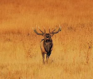 Wapiti: 80184806 Elk - bull bugling in rutting season Rocky