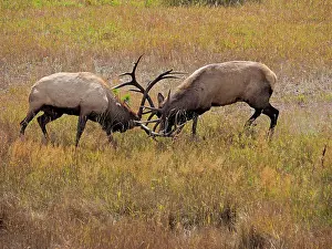 Wapiti: 80184807 Elk - two bulls fighting in rutting season