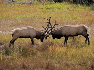 Wapiti: 80184808 Elk - two bulls fighting in rutting season