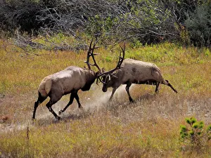 Wapiti: 80184809 Elk - two bulls fighting in rutting season