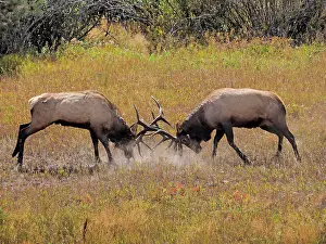 Wapiti: 80184810 Elk - two bulls fighting in rutting season