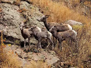 Bighorn: 80184811 Bighorn Sheep - herd of females and young