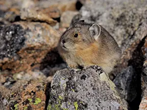 Pika: 80184812 Pika Rocky Mountain National Park, USA