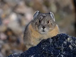 Pika: 80184813 Pika Rocky Mountain National Park, USA