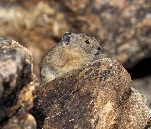 Pika: 80184814 Pika Rocky Mountain National Park, USA