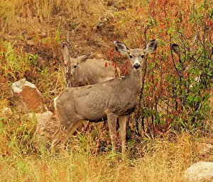 Mule: 80184815 Mule Deer - two females Rocky Mountain