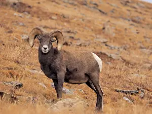 Bighorn: 80184817 Bighorn Sheep - ram Rocky Mountain National