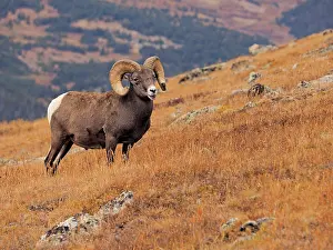 Bighorn: 80184818 Bighorn Sheep - ram Rocky Mountain National