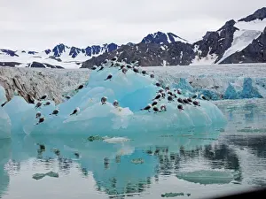 Juli: 80184822 Kittiwake - sitting on glacier ice Svalbard