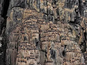 Alkefjellet: 80184824 Brunnich's Guillemot - breeding colony