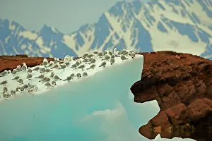 Stefan Meyers: 80184835 Kittiwake - on iceberg of Liefdefjord Svalbard