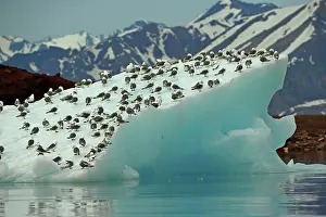 Stefan Meyers: 80184836 Kittiwake - on iceberg of Liefdefjord Svalbard