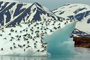 Stefan Meyers: 80184837 Kittiwake - on iceberg of Liefdefjord Svalbard
