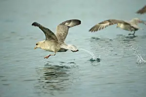 Stefan Meyers: 80184838 Arctic Fulmar - in flight Svalbard, Norway