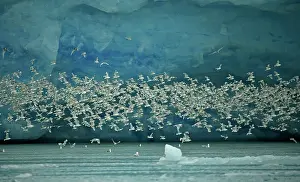 Kittiwakes: 80184841 Kittiwakes - flock in flight - Ericbreen