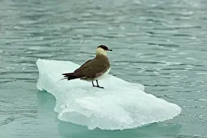 Skua: 80184842 Parasitic Jaeger / Arctic Skua - on ice