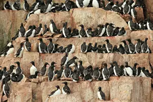 Alkefjellet: 80184843 Brunnich's Guillemot - breeding colony