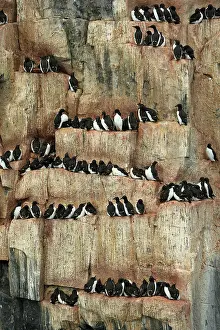 Alkefjellet: 80184844 Brunnich's Guillemot - breeding colony