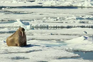 Walrus: 80184845 Walrus - bull on ice floe in pack ice Svalbard
