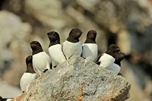 Stefan Meyers: 80184847 Little Auk - breeding colony Fuglesangen