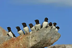 Stefan Meyers: 80184848 Little Auk - breeding colony Fuglesangen