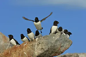 Stefan Meyers: 80184849 Little Auk - breeding colony Fuglesangen