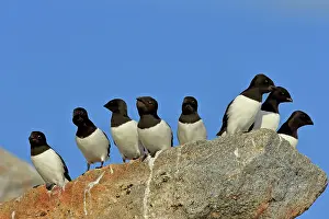 Stefan Meyers: 80184850 Little Auk - breeding colony Fuglesangen