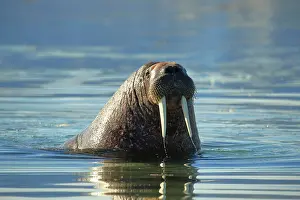 Odobenus: 80184851 Walrus Svalbard, Norway Odobenus rosmarus