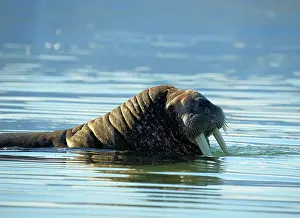 Odobenus: 80184852 Walrus Svalbard, Norway Odobenus rosmarus