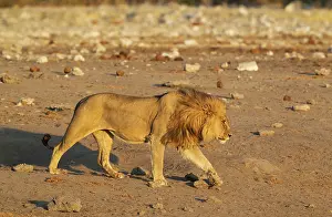 Mane: 80184865 Lion - male on his way to a waterhole in