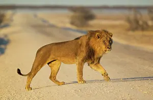 Gravel: 80184866 Lion - male crossing a gravel road in the