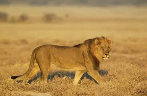 Mane: 80184867 Lion - roaming male in the early morning