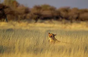 Hidden: 80184868 Lion - resting female in the early morning