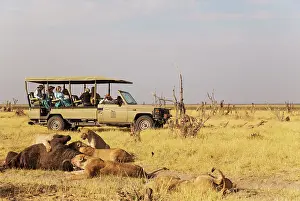 Kill: 80184870 Lion - females and subadult cubs feeding