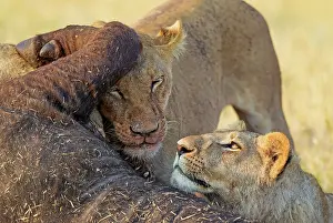 Kill: 80184871 Lion - female and subadult male cub feeding