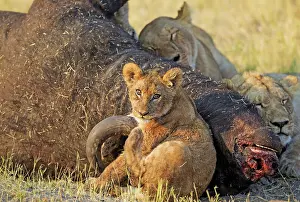 Kill: 80184872 Lion - two females with cub feeding on