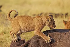 Kill: 80184873 Lion - cub at the carcass of a Cape Buffalo